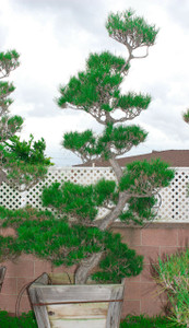 Japanese Black Pine Garden Bonsai Tree - 24 Inch Box / 25 Gallon - Main Image Japanese Black Pine Garden Bonsai Tree - 24 Inch Box / 25 Gallon - Main Image