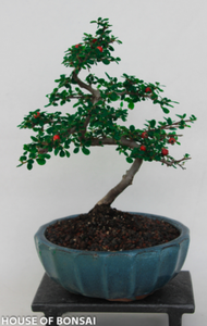 Cotoneaster Gift Ready Bonsai Tree - Large - Main Image Cotoneaster Gift Ready Bonsai Tree - Large - Main Image