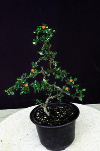 Cotoneaster 'Horizontalis' Shohin Curved Trunk Pre-Bonsai Tree - 6 Inch - Main Image Cotoneaster 'Horizontalis' Shohin Curved Trunk Pre-Bonsai Tree - 6 Inch - Main Image