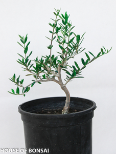 European Olive 'Small Leaf ' 1 Gallon Pre-Bonsai Tree - Main Image European Olive 'Small Leaf ' 1 Gallon Pre-Bonsai Tree - Main Image