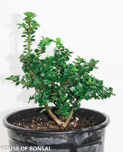 Ilex Crenata 'Dwarf Pagoda' Small Pre-Bonsai Tree - Main Image Ilex Crenata 'Dwarf Pagoda' Small Pre-Bonsai Tree - Main Image
