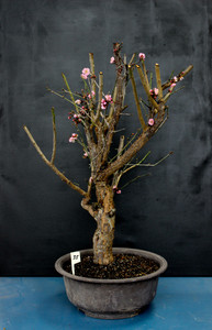 japricot❇︎ページ Japanese Flowering Apricot Specimen Bonsai Tree (#69) with