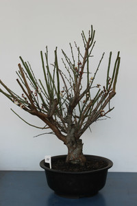 Japanese Flowering Apricot Specimen Bonsai Tree (#43) with White Flower Color [SAMPLE] - Front View Image