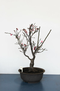 Japanese Flowering Apricot Specimen Bonsai Tree (#27) with Light Pink Flower Color [SAMPLE] - Front View Image