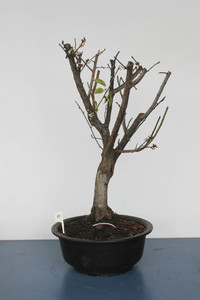 Japanese Flowering Apricot Specimen Bonsai Tree (#80) Shirokaga