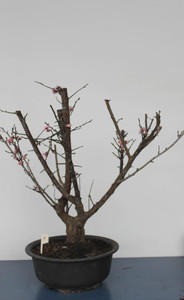 Japanese Flowering Apricot Specimen Bonsai Tree (#76) with Light