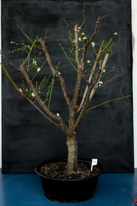 Japanese Flowering Apricot Specimen Bonsai Tree (#80) Shirokaga with White Flower Color [SAMPLE] - Front View Image