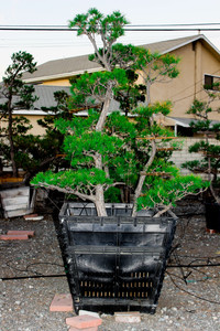 Rare Twin Trunks "Big Brother and Little Brother" Japanese Black Pine Garden Bonsai Tree - 36 Inch Box - Main Image Rare Twin Trunks "Big Brother and Little Brother" Japanese Black Pine Garden Bonsai Tree - 36 Inch Box - Main Image