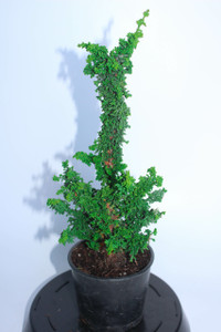 Dwarf Chirimen Hinoki Cypress (Chamaecyparis obtusa 'Chirimen') Pre-Bonsai Tree - 4 Inch Dwarf Chirimen Hinoki Cypress (Chamaecyparis obtusa 'Chirimen') Pre-Bonsai Tree - 4 Inch