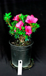 Japanese Satsuki Azalea 'Wild Cherry' 6 Inch Pre-Bonsai Tree - Main Image Japanese Satsuki Azalea 'Wild Cherry' 6 Inch Pre-Bonsai Tree - Main Image