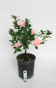 Japanese Satsuki Azalea 'Star Light '  6 Inch Pre-Bonsai Tree Japanese Satsuki Azalea 'Star Light '  6 Inch Pre-Bonsai Tree