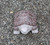Solid Granite Stone Turtle Decorative Statue - Maple Brown Small (In-Store Pick Up Only) - Top View Image