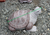 Solid Granite Stone Turtle Decorative Statue - Maple Brown Small (In-Store Pick Up Only) - Top View Image