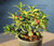 Dwarf Rock Garden Holly Ilex Pre-Bonsai Tree - 4 Inch - 4 Inch - Turntable Tree Top Image