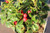 Dwarf Rock Garden Holly Ilex Pre-Bonsai Tree - 4 Inch - Leaf and Ornamental Berry Close Up Image