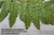 Japanese Lace Tassel Fern (Polystichum polyblepharum) Indoor Mini Bonsai Accent Plant - 4 Inch - Spore Pots On Underside of Leaf NOT DISEASE Example Image 2