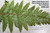 Japanese Lace Tassel Fern (Polystichum polyblepharum) Indoor Mini Bonsai Accent Plant - 4 Inch - Spore Pots On Underside of Leaf NOT DISEASE Example Image 1