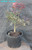 Japanese Red Maple 'Rhode Island Red' Iseli Introduction Pre-Bonsai Tree - 3 Gallon - Turntable in Shade Front View Main Image
