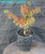 Dwarf Japanese Green Maple 'Sharp's Pygmy' Pre-Bonsai Tree - 1 Gallon - Main Image