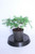Cedrus deoda 'Prostrate beauty ' 4' pot prebonsai