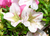 Azalea 'Festival' Pre-Bonsai Tree - 1 Gallon - Flower Close Up Image
