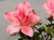 Dwarf Japanese Satsuki Azalea 'Kazan' Pre-Bonsai Tree - Single Flower Closeup Image (Taken Outdoors in Natural Sunlight)