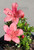 Dwarf Japanese Satsuki Azalea 'Kazan' Pre-Bonsai Tree - Two Flowers Closeup Image (Taken Outdoors in Natural Sunlight)