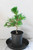Japanese Black Pine 'Mikawa' Trained Pre-Bonsai Tree - 1 Gallon Informal Upright - Main Image Japanese Black Pine 'Mikawa' Trained Pre-Bonsai Tree - 1 Gallon Informal Upright - Main Image
