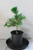 Japanese Black Pine 'Mikawa' Trained Pre-Bonsai Tree - 1 Gallon Informal Upright - Alternate Image 3 Japanese Black Pine 'Mikawa' Trained Pre-Bonsai Tree - 1 Gallon Informal Upright - Alternate Image 3