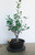 crabapple specimen flowering, fruiting bonsai tree crabapple specimen flowering, fruiting bonsai tree