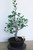crabapple specimen flowering, fruiting bonsai tree crabapple specimen flowering, fruiting bonsai tree