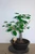 Crabapple Specimen (Flowering & Fruiting) Bonsai Tree - Example 1 ©houseofbonsai.com