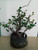 Chinese quince specimen flowering, fruiting bonsai tree Chinese quince specimen flowering, fruiting bonsai tree
