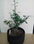 Chinese quince specimen flowering, fruiting bonsai tree Chinese quince specimen flowering, fruiting bonsai tree