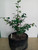 Chinese quince specimen flowering, fruiting bonsai tree Chinese quince specimen flowering, fruiting bonsai tree