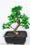 Chinese  Fukien Tea Tree Large Bonsai Tree - Gift Set with Display Tray & Fertilizer - Tree Example Image 1