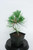 Japanese 'Mikawa' Black Pine Pre-Bonsai Shohin Tree - 4  Inch Pot TRAINED