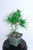 Japanese 'Mikawa' Black Pine Pre-Bonsai Shohin Tree - 4  Inch Pot TRAINED
