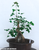 Trident Green Maple with Root Over Rock Specimen Bonsai Tree - Alternate Image 2