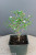 Chinese Serissa 'Mt. Fuji' Pre-Bonsai Tree - 4 Inch - Main Image