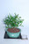 Chinese Serissa ''Mt. Fuji" Gift Ready Bonsai Tree - Small