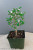 Chinese Serissa 'Snow Rose' Pre-Bonsai Tree - 4 Inch - Main Image
