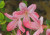 Japanese Kurume Hybrid Azalea 'Apple Blossom' 1 Gallon Pre-Bonsai Tree - Flower Close Up Image