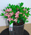Japanese Kurume Hybrid Azalea 'Apple Blossom' 1 Gallon Pre-Bonsai Tree - Main Image