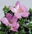 Japanese Satsuki Azalea 'Shugetsu' 6 Inch Pre-Bonsai Tree - Close Up of Flower Example Image 1