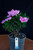 Japanese Satsuki Azalea 'Shugetsu' 6 Inch Pre-Bonsai Tree  - Main Image