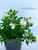 Dwarf Gardenia 'Radicans' Pre-Bonsai Tree - 6 Inch