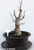Flowering Crab Apple Specimen Bonsai Tree  - Dormant With No Leaves Image 2