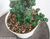 Ilex Crenata 'Dwarf Pagoda' Small Pre-Bonsai Tree - Top View Image