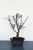 Japanese Flowering Apricot Specimen Bonsai Tree (#27) with Light Pink Flower Color [SAMPLE] - Front View Image